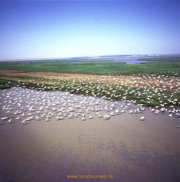 Delta Dunarii. Colonie de pelicani. Aceste locuri sunt paradisul pasionatilor de botanica si zoologie.
